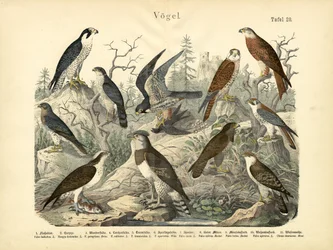Fugle, ca. 1860
